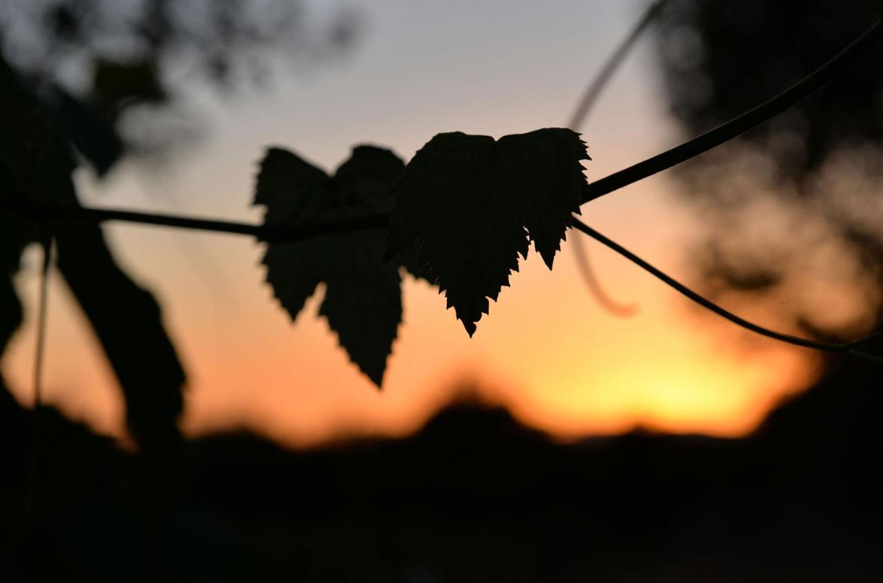 Agriturismo Arte Et Agricoltura Tuscania Dış mekan fotoğraf