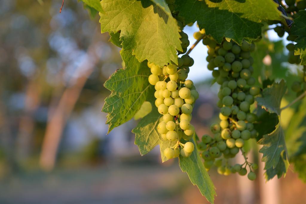 Agriturismo Arte Et Agricoltura Tuscania Dış mekan fotoğraf